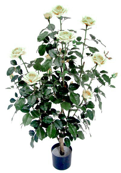 Τριανταφυλλιά Vendela X 16 Τριαντάφυλλα 96cm
