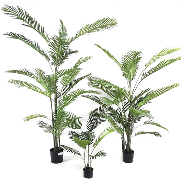 Φοίνικας Areca σε κασπώ