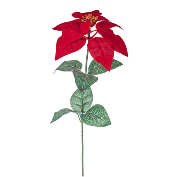 Λουλούδι Αλεξανδρινό